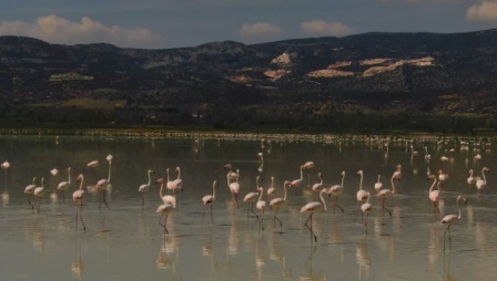 Göle gelen binlerce flamingo renkli görüntüler oluşturdu