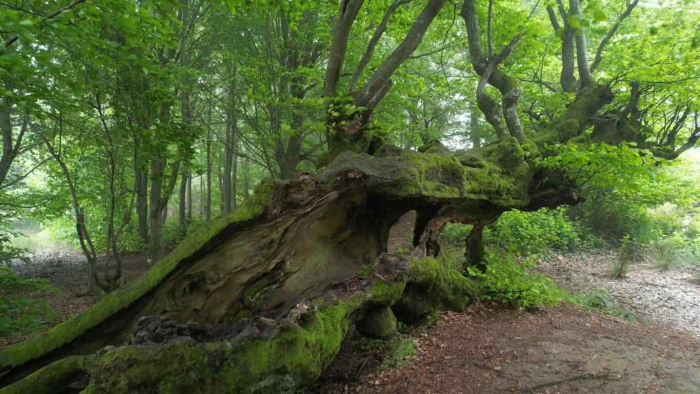 Yalova'nın yeni rotası: Doğa turizmi