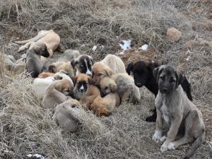Aksarayda yavru köpekler soğukta ölüme terk edildi