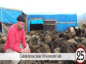 Çadırda havasız kalan 100 koyun telef oldu 