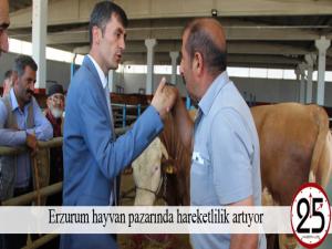 Erzurum hayvan pazarında hareketlilik artıyor 
