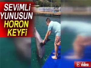 Sevimli yunusun horon keyfi