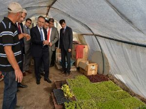 Altıparmak seraları gezdi