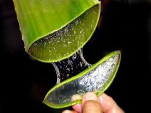 Aloe Veranın 10 faydası