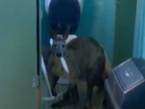 Evde tuvalet kağıdı yiyen bir kanguruyla karşılaştılar