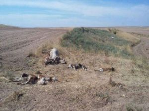 1 inek 9 buzağı boğazı kesilerek öldürüldü