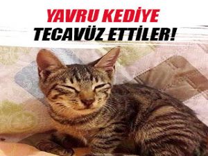 Yavru kediye tecavüz edip, bıçakladılar
