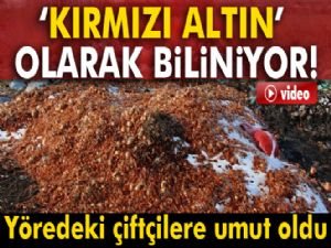 Çürüyen 'kırmızı altın' elektriğe dönüşecek