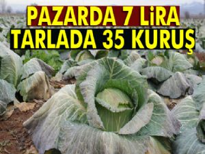 Lahana pazarda 7 lira, tarlada 35 kuruş