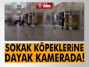 Sokak köpeklerine sopayla dayak kamerada