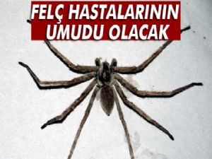 Örümcek zehri felç tedavisinde umut olabilir