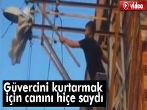 Canını hiçe saydı, elektrik direğine tırmanıp ayağı takılan güvercini kurtardı