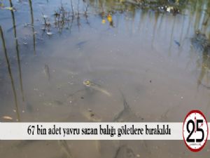  67 bin adet yavru sazan balığı göletlere bırakıldı