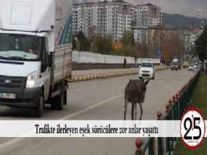   Trafikte ilerleyen eşek sürücülere zor anlar yaşattı