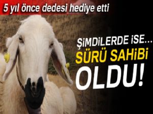 Dedenin torununa hediye ettiği kuzu sürü sahibi yaptı