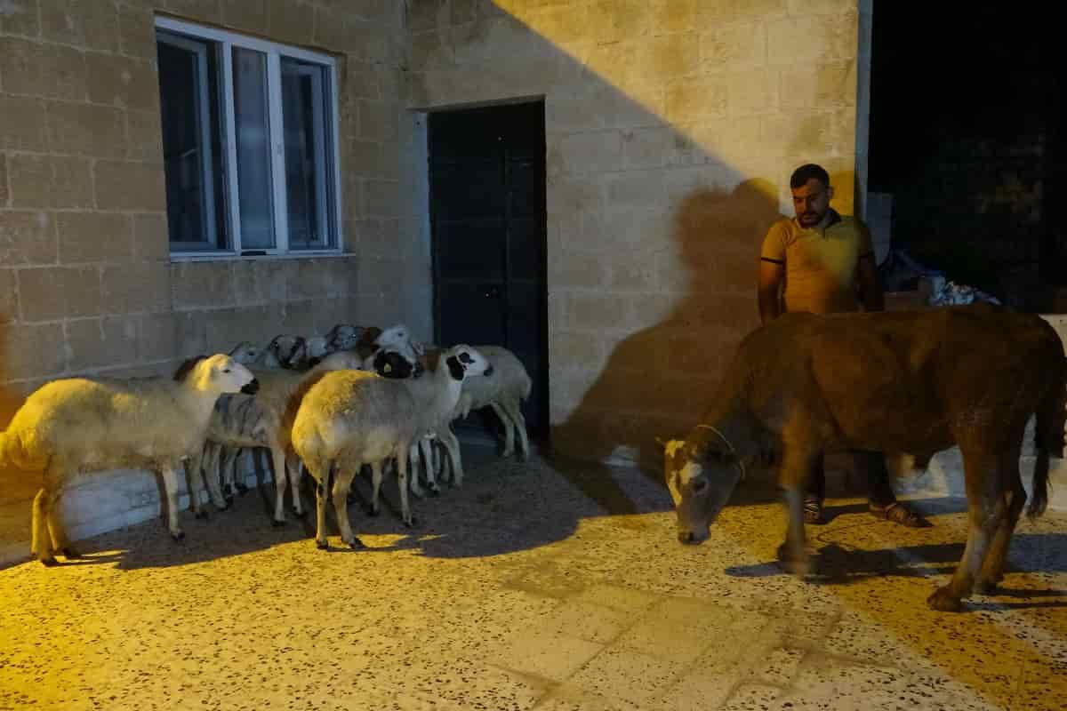 Almanya'da yaşayan Mardinli vatandaş Cumhurbaşkanı Erdoğan için 11 kurban kestirdi