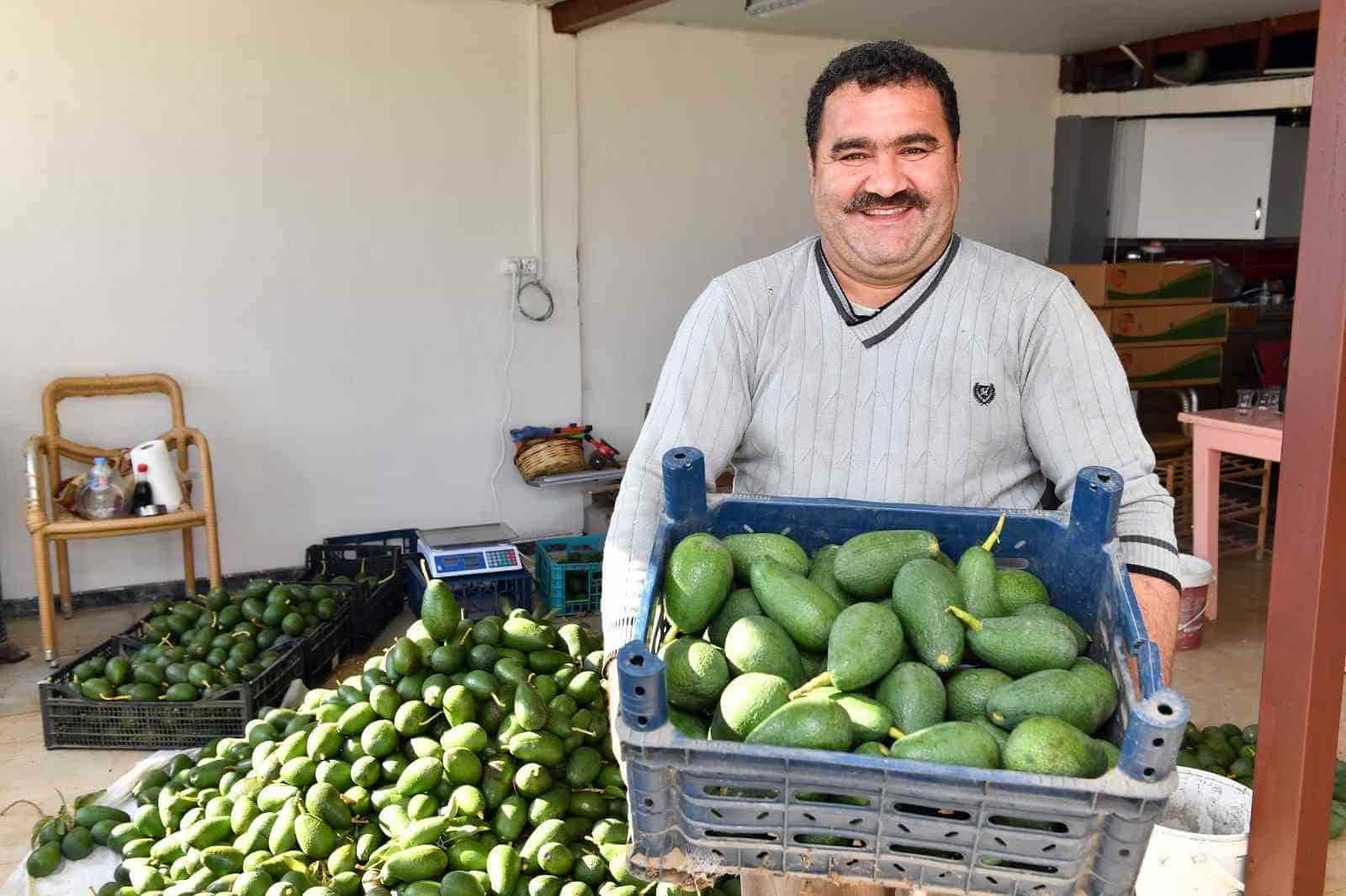 Avokado üreticileri hasat yaptı