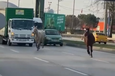 Başıboş atlar yollarda cirit atıyor