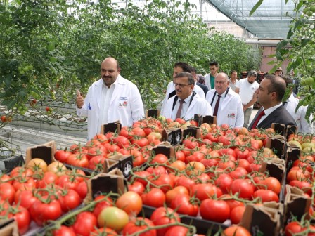 Başkan Kacır, Ilıca domatesi seralarını gezdi