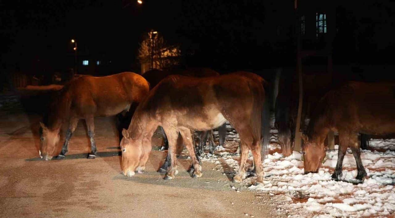 Bolu’da aç kalan yılkı atları şehir merkezine indi