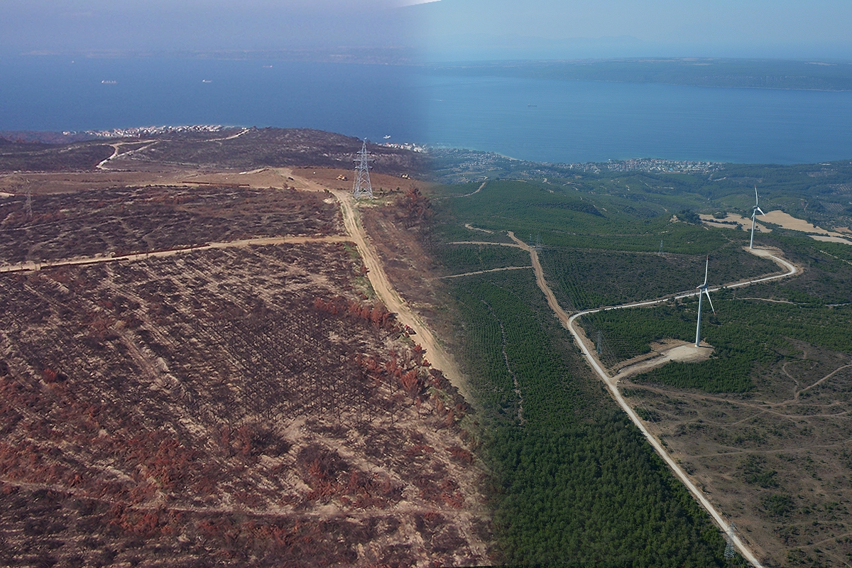 Çanakkale'de 2008 yılında küle dönen alan yeniden yeşillendi