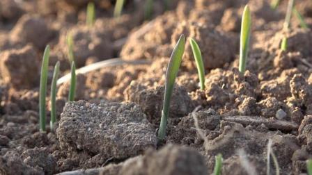 Çiftçiyi tedirgin eden tehlike: Kuraklık toprağı taş gibi yaptı
