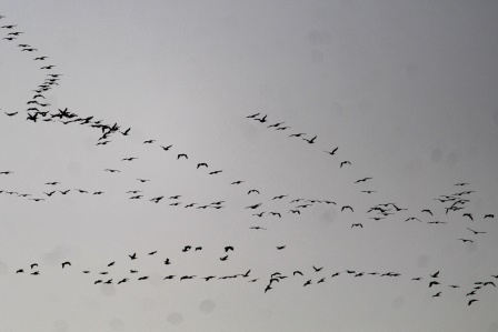 Depremin vurduğu Hatay'da göç eden turnalardan görsel şölen