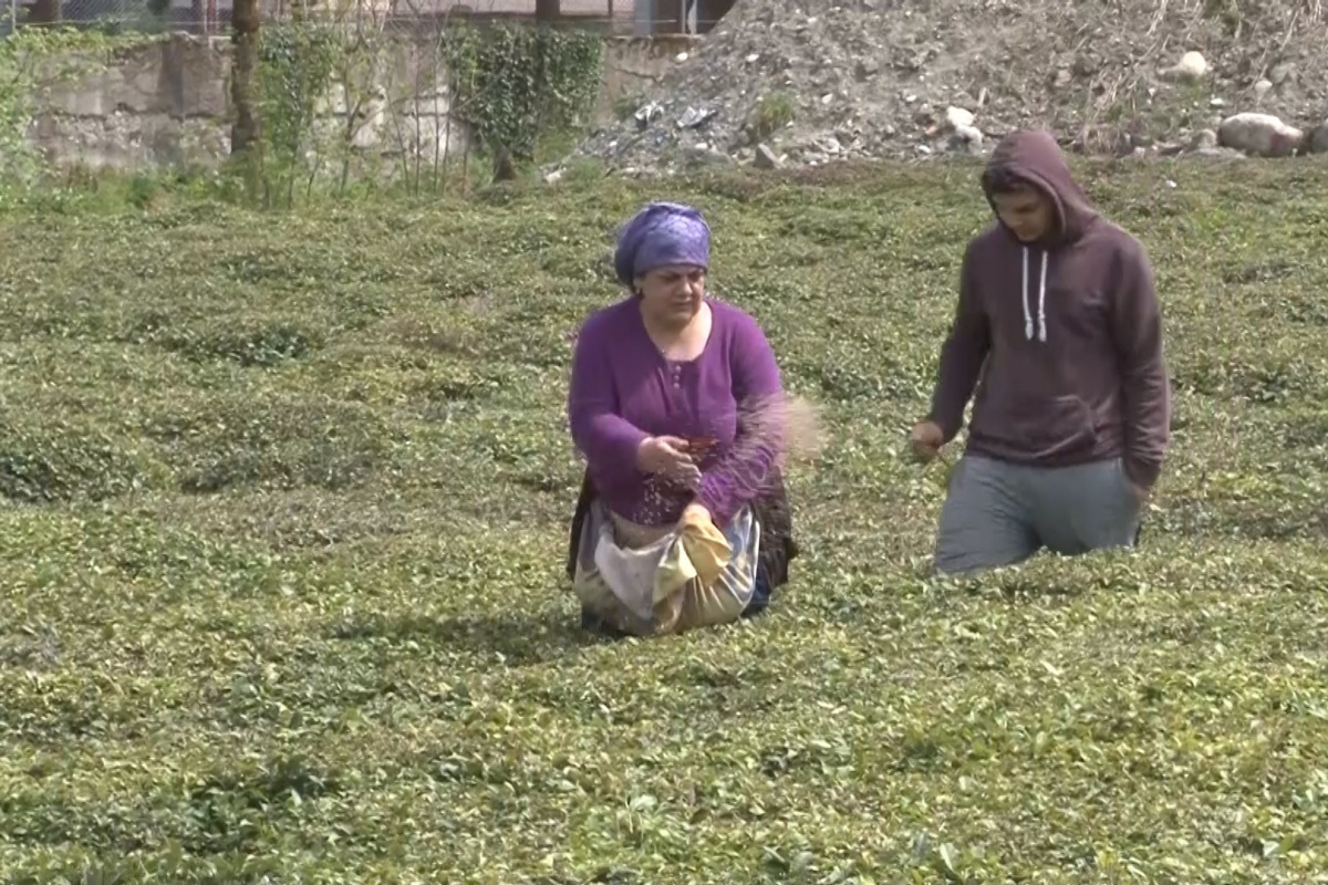 Doğu Karadeniz'i çay telaşı sardı