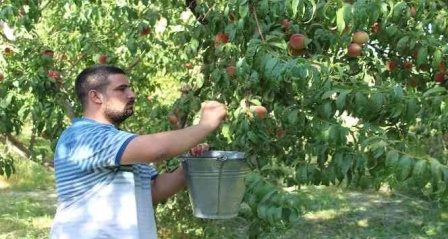 Doğu'nun Çukurova'sında şeftali hasadı başladı