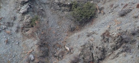 Elazığ’da yaban keçisi envanter çalışması yapıldı