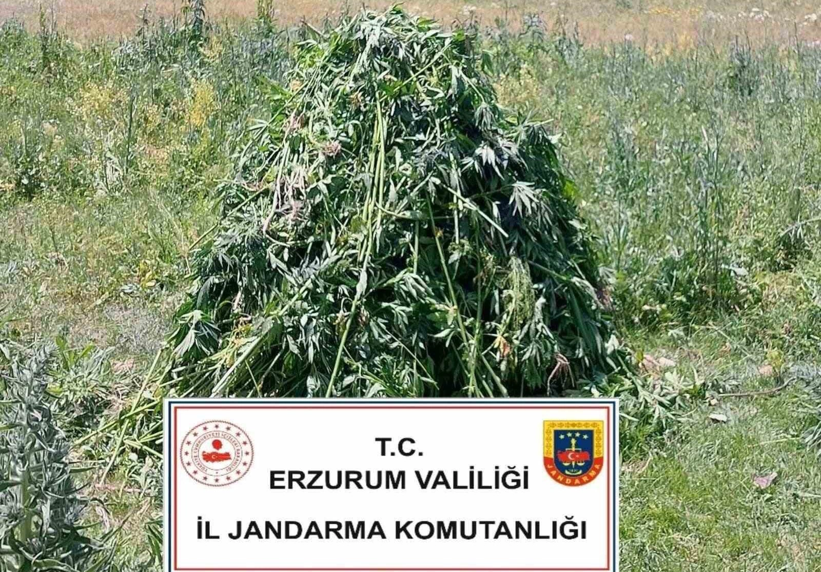 Erzurum’da 867 kök kenevir bitkisi ele geçirildi