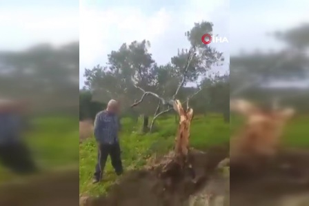 Fay ikiye böldüğü ağacı 10 metre taşıdı