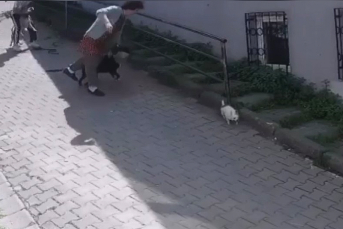 İstanbul'da korku dolu pitbull saldırısı kamerada