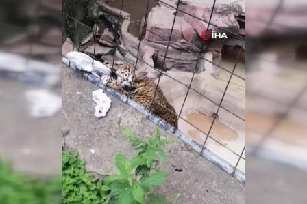 Meksika'da 14 yaşındaki çocuğa jaguar saldırdı