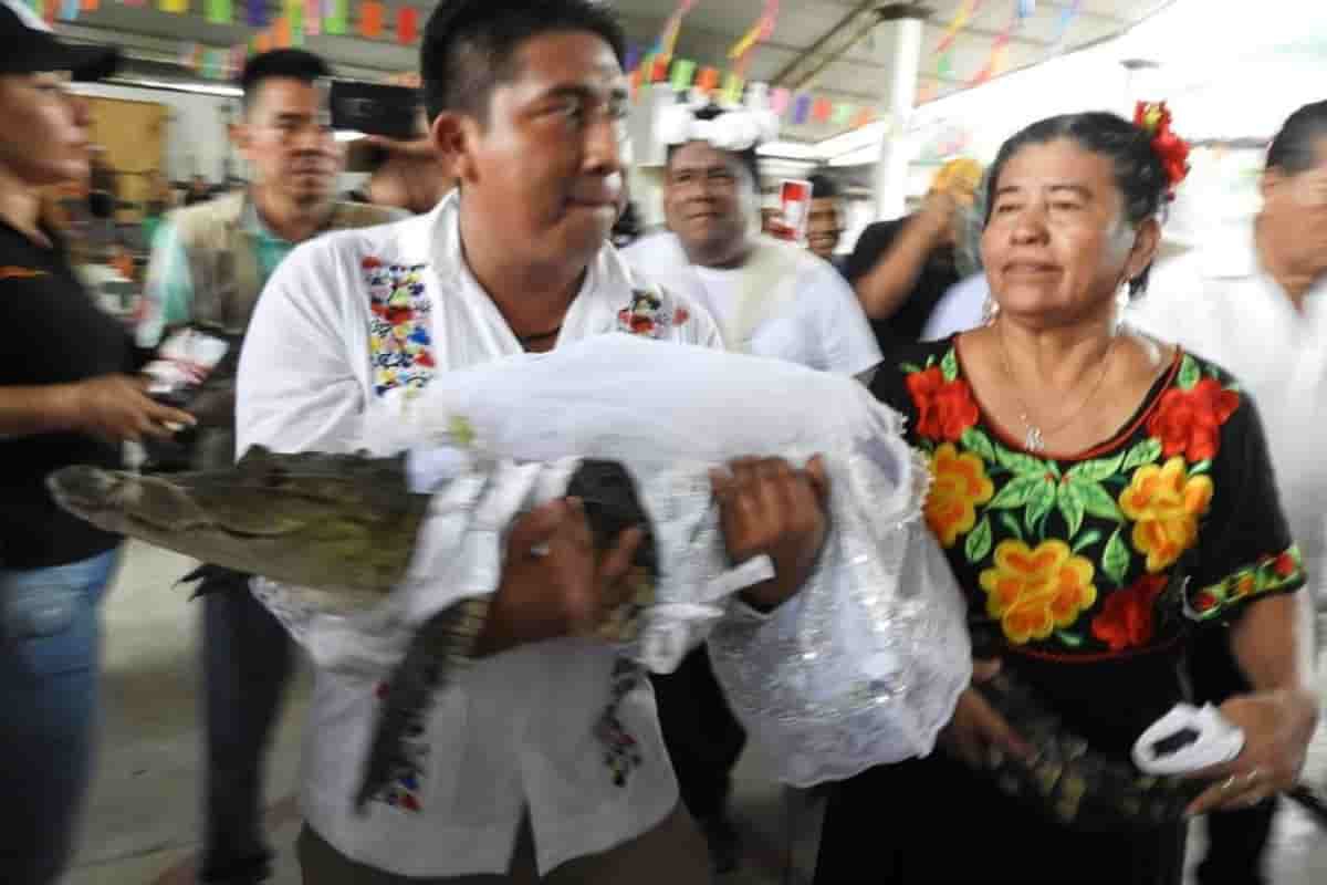 Meksikalı belediye başkanı timsahla evlendi, gelinlik giydirdi, dans etti