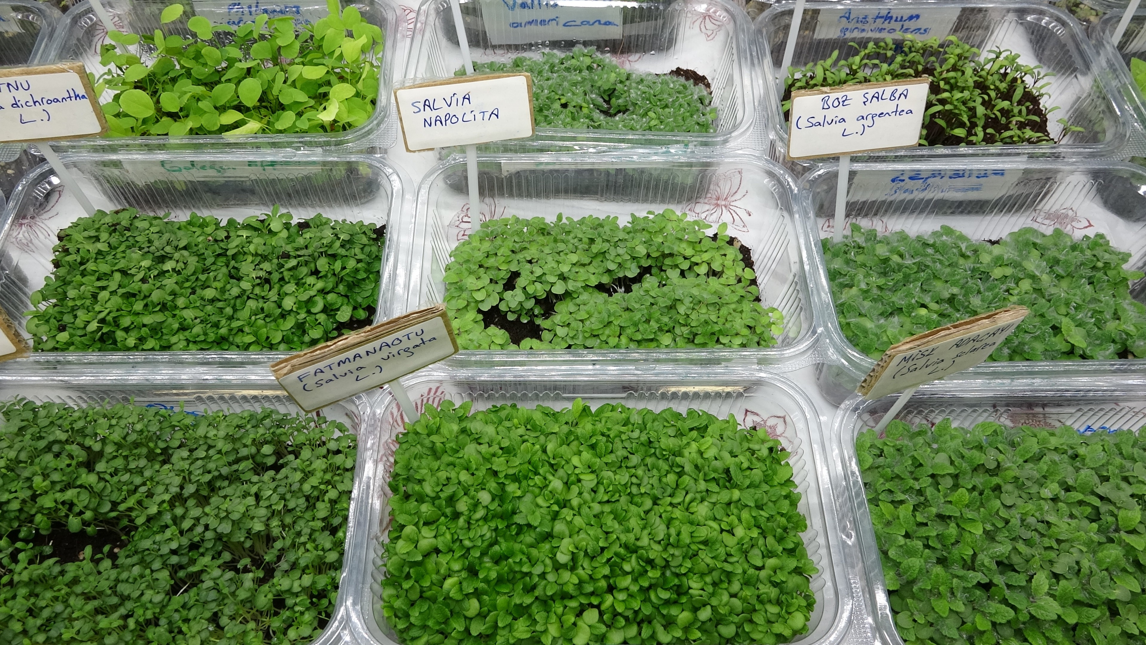  Sağlıklı beslenmede yeni trend bitkiler: ‘Mikroyeşiller’