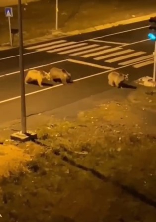  Sarıkamış’ta ayılar sokaklarda dolaşıyor