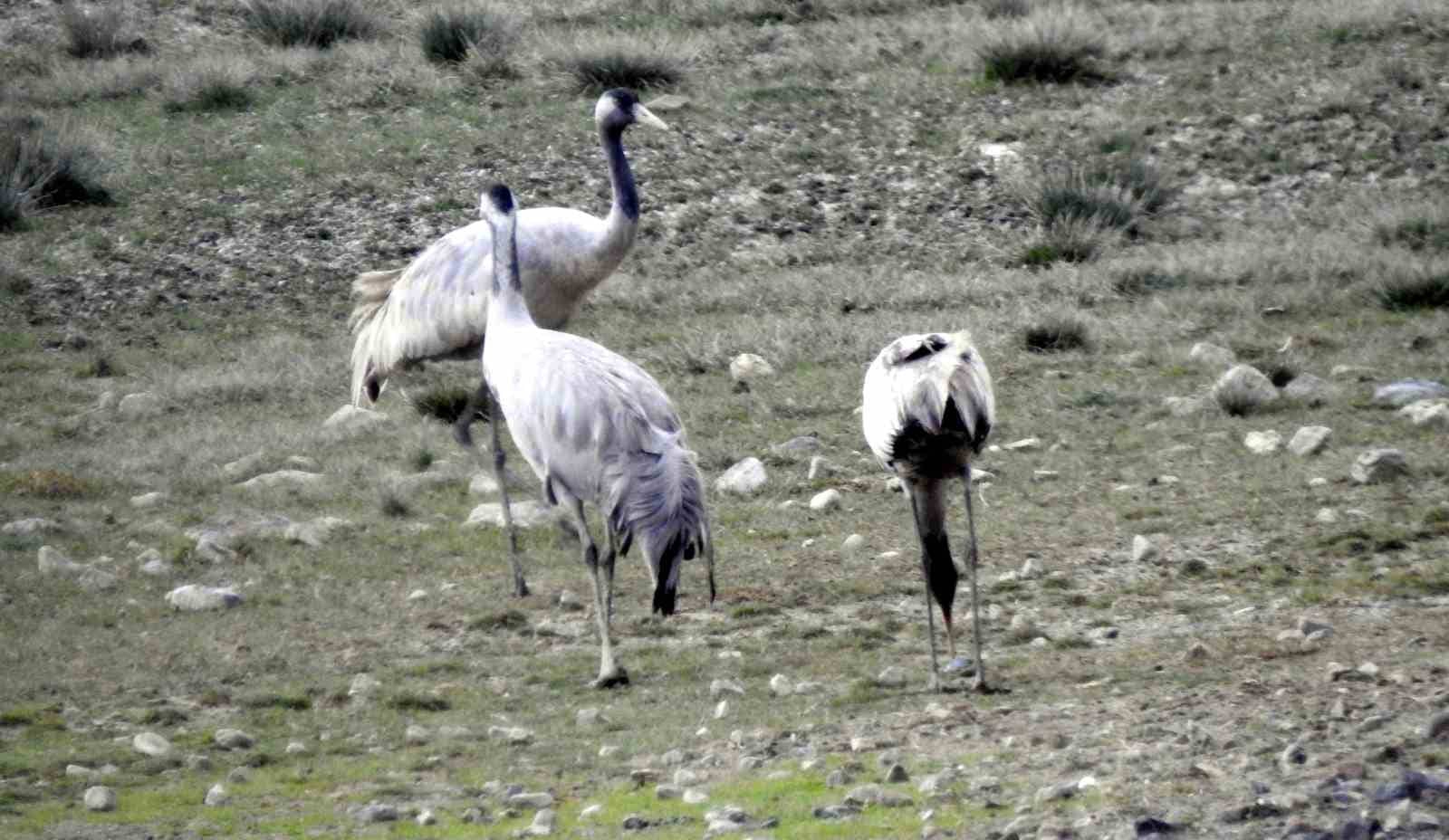 Türkülere konu olan telli turnalar Erzincan’da görüntülendi