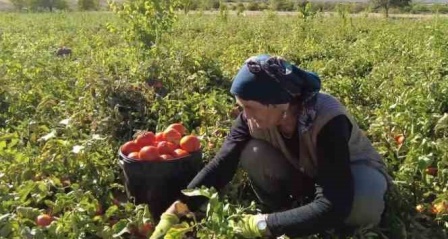 Üniversite mezunu kadın devlet desteğiyle tonlarca domates üretiyor