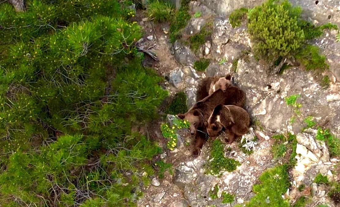 Yaban hayvanları dronla görüntülendi